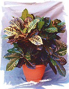 Glossy Pot Plants